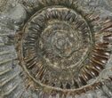 Dactylioceras Ammonite Fossil - England #100455-1